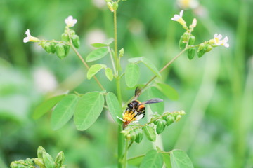 Bee on white flower collecting pollen suck nectar