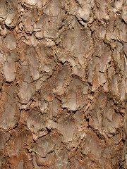 Kora sosny © bnorbert3