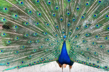 Obraz premium Beautiful peacock in the garden