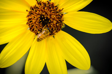 Bee pollinating a sunflower.