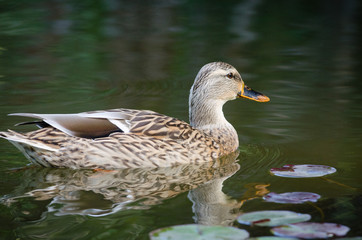Female mallard duck swimming in a pond with lily pads.