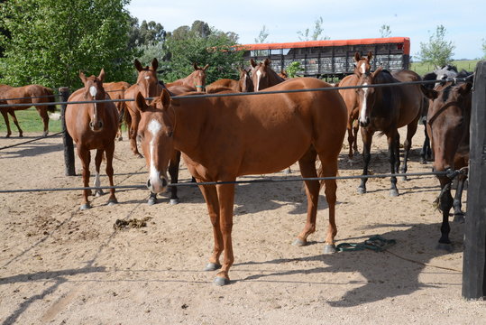 Caballos de Polo