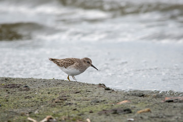 Long-billed dowitcher on the shore.