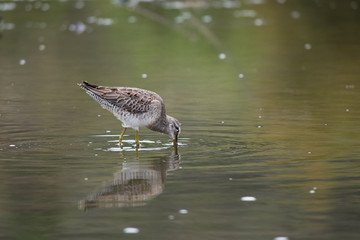 Long-billed dowitcher and it's reflection in the water.