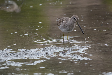 Long-billed dowitcher and it's reflection in the water.