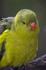 superb parrot