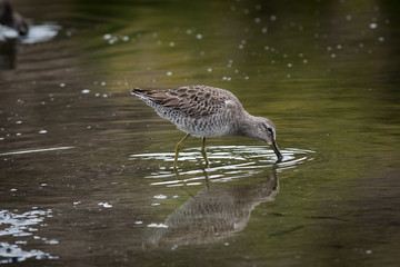 Long-billed dowitcher and it's reflection in the water.