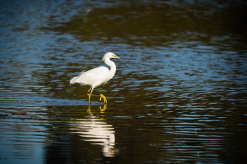 Snowy egret stands on one leg reflecting itself in calm water.
