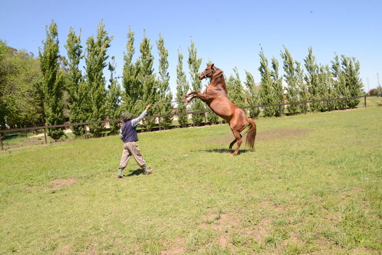 Caballos de Polo