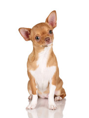 Beautiful red chihuahua dog on white background