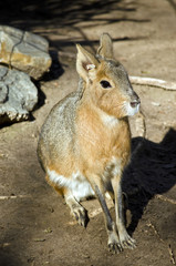 patagonian cavy