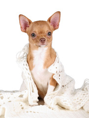 Beautiful red chihuahua dog on white background