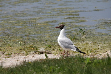 Mouette rieuse