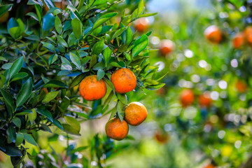 Orange tree with ripe oranges in the garden