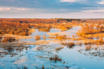 Fototapeta premium Trees In Water During A Spring Flood. Beautiful Spring Nature Landscape