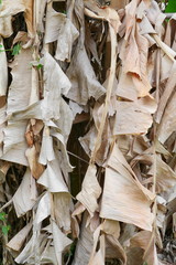 dry banana leaves for background.