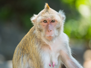 monkey lives in a natural park