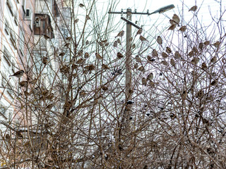 Birds in winter.

