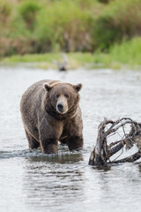 Obraz premium Brown Bear in Brooks River Alaska.
