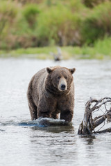 Brown Bear in Brooks River Alaska.