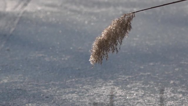 Parts and elements of the natural environment. Freezing day. Reed swaying in windy weather.