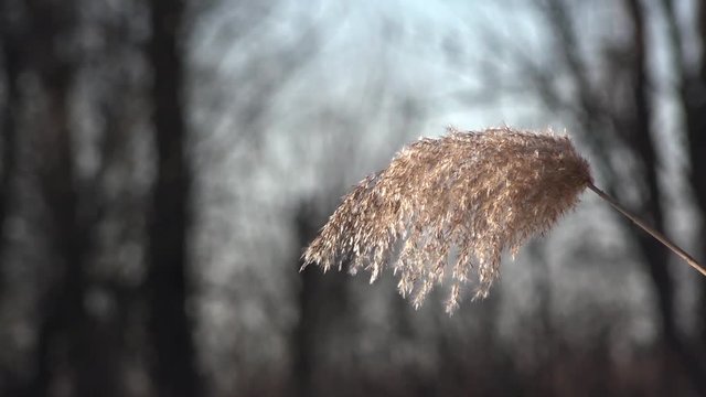 Parts and elements of the natural environment. Freezing day. Reed swaying in windy weather.