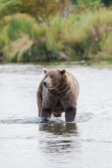 Brown Bear in Brooks River Alaska.