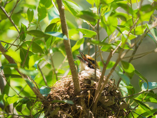 Mother bird in the nest on a tree. Waiting for food from his bir