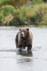 Obraz na płótnie Canvas Brown Bear in Brooks River Alaska.