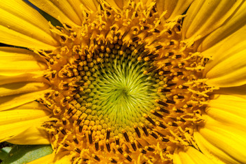 Arkansas Flowers