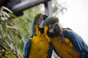 blue and gold macaw