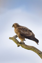 Buzzard Buteo buteo perched on dead oak branch