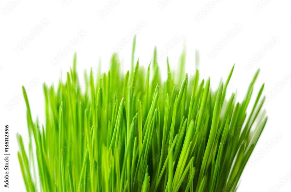 Wall mural Green grass