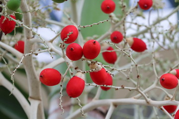 Raja Lipstick Palm Cyrtostachys renda  (Sealing wax , Lipstick 