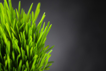 Grass on a black background © v_sot