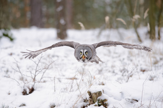 Flying great grey owl in winter