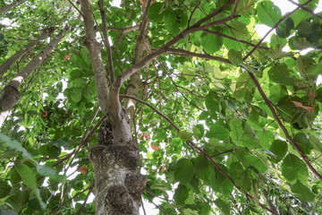 branch and leaf of tree beautiful in the forest 