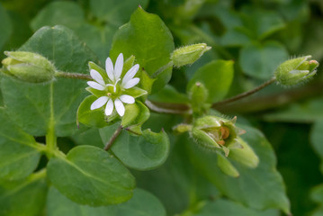 Arkansas Flowers