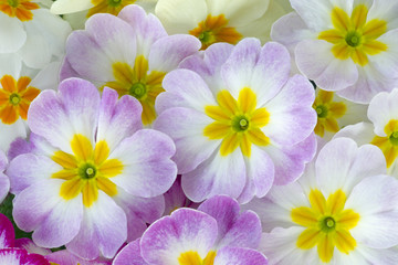 Polyanthus photographed using multi exposures