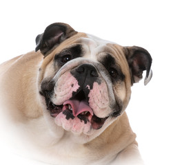 Obraz premium female english bulldog