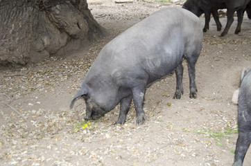 CERDO IBERICO PATA NEGRA DEHESA CHARRA