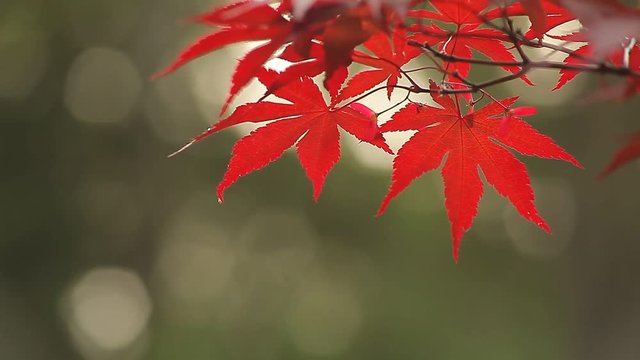 Red Leaf / Kırmızı Yaprak