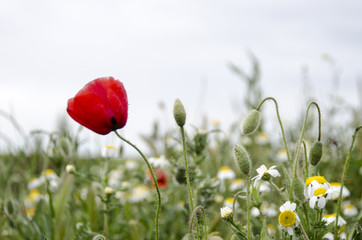 Obraz premium AMAPOLA 