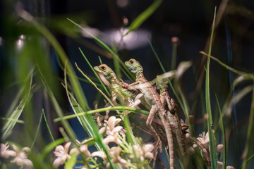 small lizard in terrarium for home decor