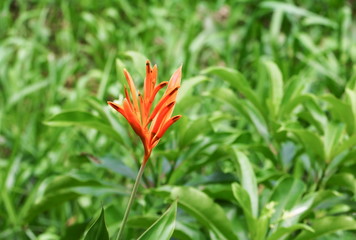 bird of paradise Beautiful flower Strelitzia Reginae 