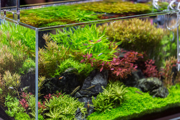 decorative aquarium with plant from glass