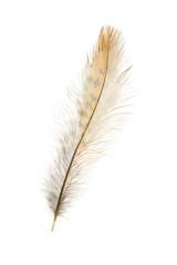feather isolated on a white
