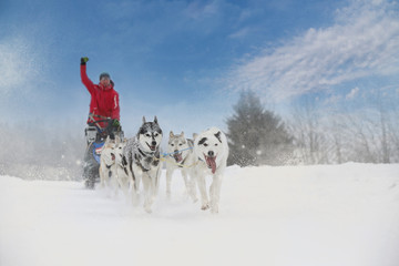 Winter sled dog race in the wonderful winter landscape in the ba