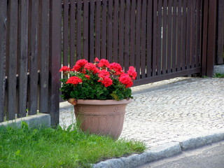 Czerwona pelargonia w donicy