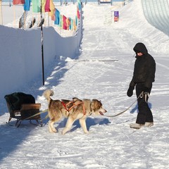 Sled dogs. 1